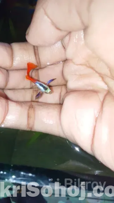 সব ধরনের গাপ্পি মাছ পাওয়া যায়